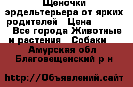 Щеночки эрдельтерьера от ярких родителей › Цена ­ 25 000 - Все города Животные и растения » Собаки   . Амурская обл.,Благовещенский р-н